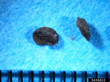 black medic, Medicago lupulina  (Fabales: Fabaceae (Leguminosae)) - 5436612