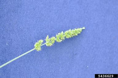 bristly foxtail, Setaria verticillata  (Cyperales: Poaceae) - 5436629