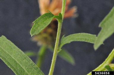 brown knapweed, Centaurea jacea  (Asterales: Asteraceae) - 5436656