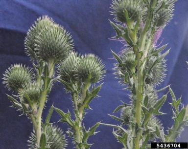bull thistle, Cirsium vulgare  (Asterales: Asteraceae) - 5436704