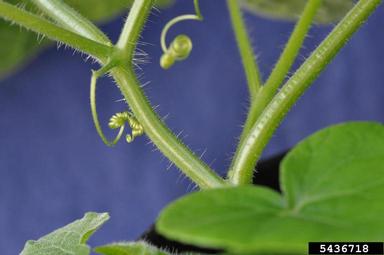 burcucumber, Sicyos angulatus  (Violales: Cucurbitaceae) - 5436718