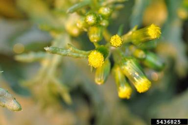 common groundsel, Senecio vulgaris  (Asterales: Asteraceae) - 5436825