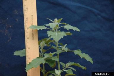 lambsquarters, Chenopodium album  (Caryophyllales: Chenopodiaceae) - 5436840