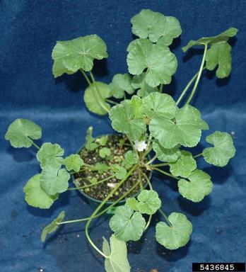 common mallow, Malva neglecta  (Malvales: Malvaceae) - 5436845