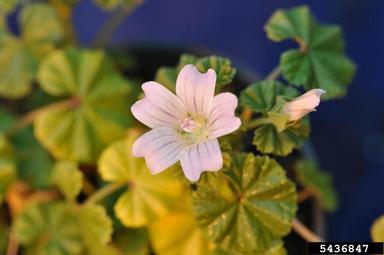 common mallow, Malva neglecta  (Malvales: Malvaceae) - 5436847