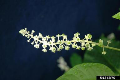 common pokeweed, Phytolacca americana  (Caryophyllales: Phytolaccaceae) - 5436870