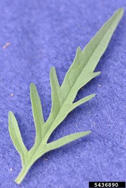 common ragweed, Ambrosia artemisiifolia  (Asterales: Asteraceae) - 5436890