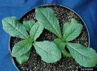 common teasel, Dipsacus fullonum  (Dipsacales: Dipsacaceae) - 5436908
