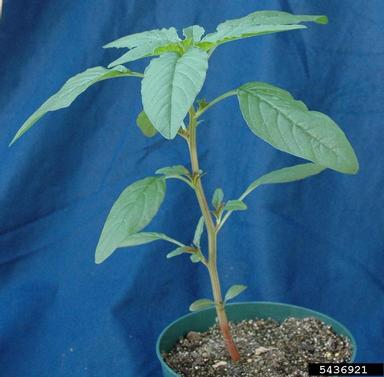 tall waterhemp, Amaranthus tuberculatus  (Caryophyllales: Amaranthaceae) - 5436921