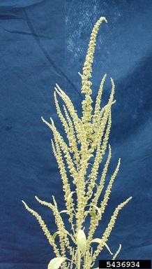tall waterhemp, Amaranthus tuberculatus  (Caryophyllales: Amaranthaceae) - 5436934