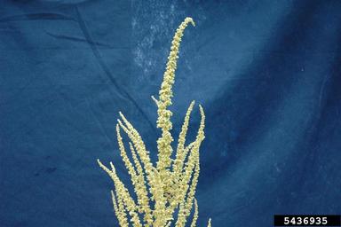 tall waterhemp, Amaranthus tuberculatus  (Caryophyllales: Amaranthaceae) - 5436935