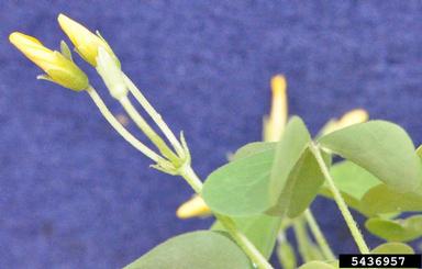 yellow woodsorrel, Oxalis stricta  (Geraniales: Oxalidaceae) - 5436957