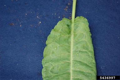 curly dock, Rumex crispus  (Polygonales: Polygonaceae) - 5436997