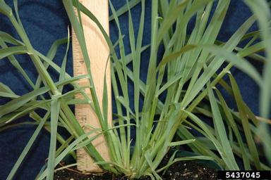 cheatgrass, Bromus tectorum  (Cyperales: Poaceae) - 5437045