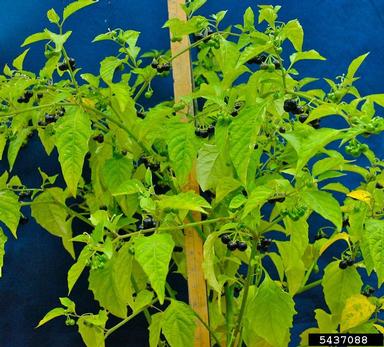 West Indian nightshade, Solanum ptycanthum  (Solanales: Solanaceae) - 5437088
