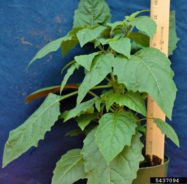 West Indian nightshade, Solanum ptycanthum  (Solanales: Solanaceae) - 5437094