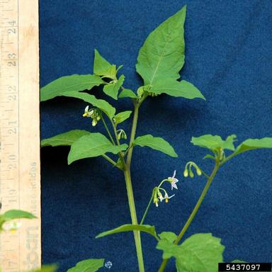 West Indian nightshade, Solanum ptycanthum  (Solanales: Solanaceae) - 5437097