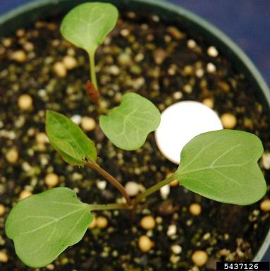 field bindweed, Convolvulus arvensis  (Solanales: Convolvulaceae) - 5437126