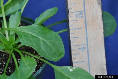 field pennycress, Thlaspi arvense  (Capparales: Brassicaceae) - 5437151