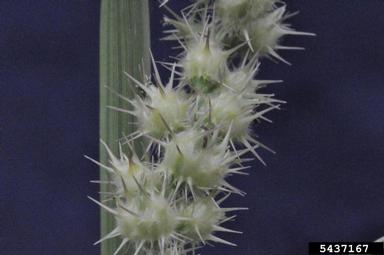 longspine sandbur, Cenchrus longispinus  (Cyperales: Poaceae) - 5437167