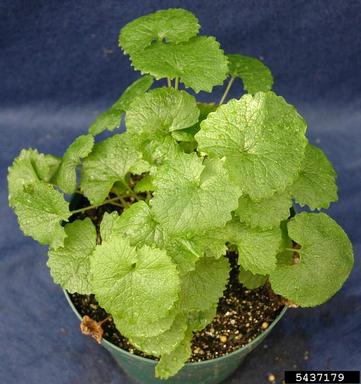 garlic mustard, Alliaria petiolata  (Capparales: Brassicaceae) - 5437179