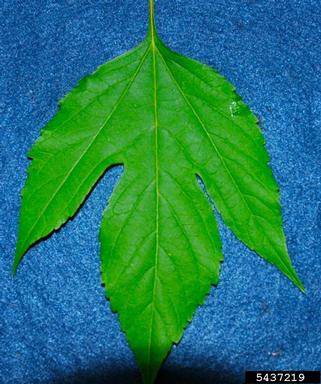 giant ragweed, Ambrosia trifida  (Asterales: Asteraceae) - 5437219