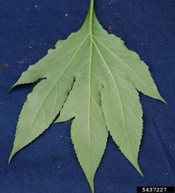 giant ragweed, Ambrosia trifida  (Asterales: Asteraceae) - 5437227