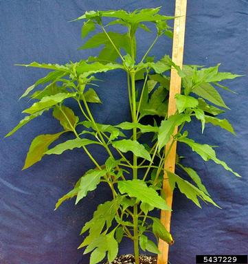 giant ragweed, Ambrosia trifida  (Asterales: Asteraceae) - 5437229