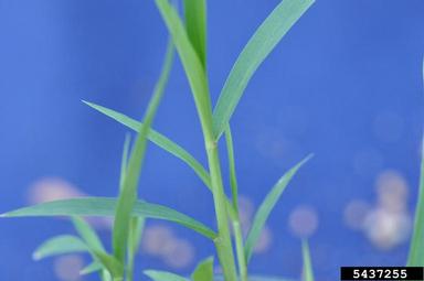 green foxtail, Setaria viridis  (Cyperales: Poaceae) - 5437255