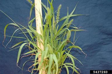 green foxtail, Setaria viridis  (Cyperales: Poaceae) - 5437260