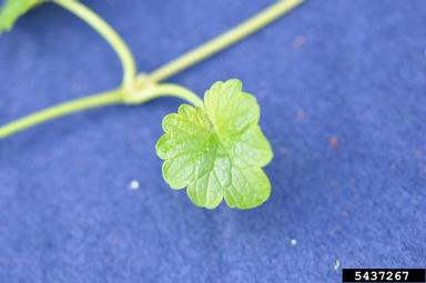 ground ivy, Glechoma hederacea  (Lamiales: Lamiaceae) - 5437267