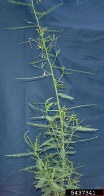 hemp sesbania, Sesbania exaltata  (Fabales: Fabaceae (Leguminosae)) - 5437341