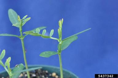 hemp sesbania, Sesbania exaltata  (Fabales: Fabaceae (Leguminosae)) - 5437342