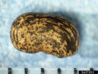 hemp sesbania, Sesbania exaltata  (Fabales: Fabaceae (Leguminosae)) - 5437353