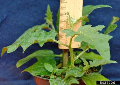 horsenettle, Solanum carolinense  (Solanales: Solanaceae) - 5437406