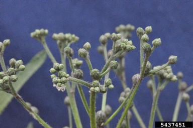 tall ironweed, Vernonia gigantea  (Asterales: Asteraceae) - 5437451