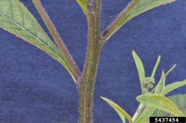 tall ironweed, Vernonia gigantea  (Asterales: Asteraceae) - 5437454