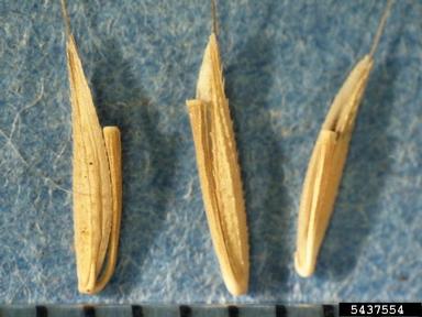 small carpetgrass, joint-head grass, Arthraxon hispidus  (Cyperales: Poaceae) - 5437554