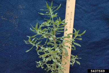 Mexican fireweed, Kochia scoparia  (Caryophyllales: Chenopodiaceae) - 5437569
