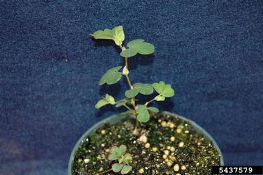 Korean lespedeza, Kummerowia stipulacea  (Fabales: Fabaceae (Leguminosae)) - 5437579