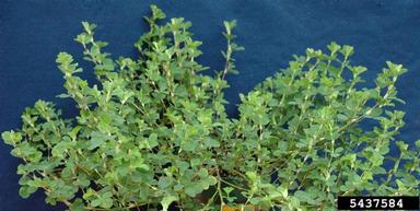Korean lespedeza, Kummerowia stipulacea  (Fabales: Fabaceae (Leguminosae)) - 5437584