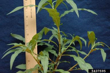 ladysthumb, Persicaria maculosa  (Polygonales: Polygonaceae) - 5437595
