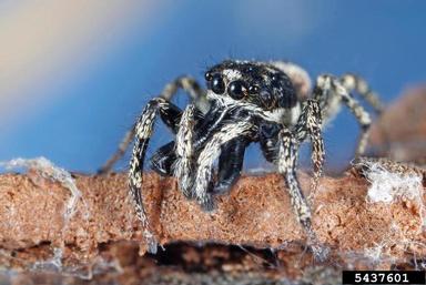 zebra jumping spider, Salticus scenicus  (Araneae: Salticidae) - 5437601