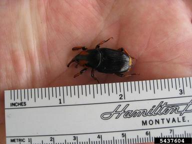 palmetto weevil, Rhynchophorus cruentatus  (Coleoptera: Curculionidae) - 5437604