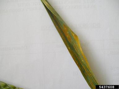 stripe rust (Puccinia striiformis ) on common wheat (Triticum aestivum ) - 5437608