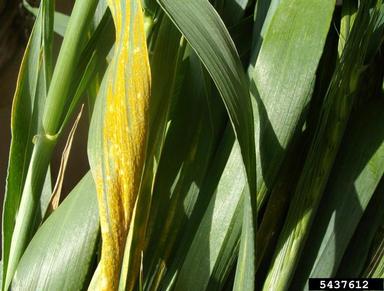 stripe rust (Puccinia striiformis ) on common wheat (Triticum aestivum ) - 5437612