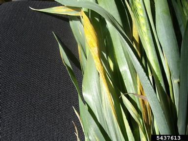 stripe rust (Puccinia striiformis ) on common wheat (Triticum aestivum ) - 5437613