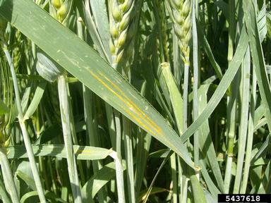 stripe rust (Puccinia striiformis ) on common wheat (Triticum aestivum ) - 5437618