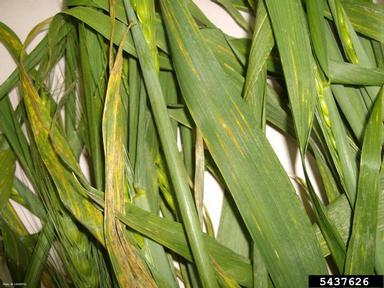 stripe rust (Puccinia striiformis ) on common wheat (Triticum aestivum ) - 5437626