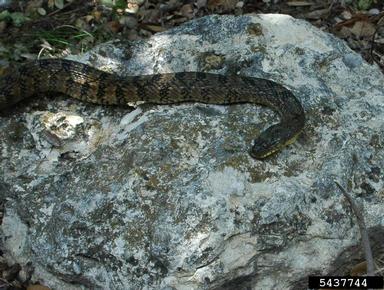 Blotched Water Snake , Nerodia erythrogaster transversa (Squamata: Colubridae) - 5437744